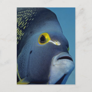 Caymanöarna, fransk ängelfisk Pomacanthus Vykort