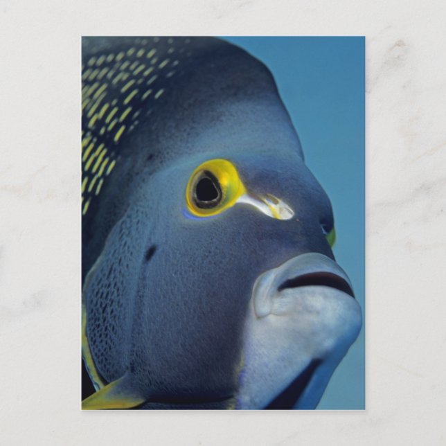 Caymanöarna, fransk ängelfisk Pomacanthus Vykort (Framsida)