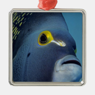 Caymanöarna, fransk kejsare Pomacanthus Julgransprydnad Metall
