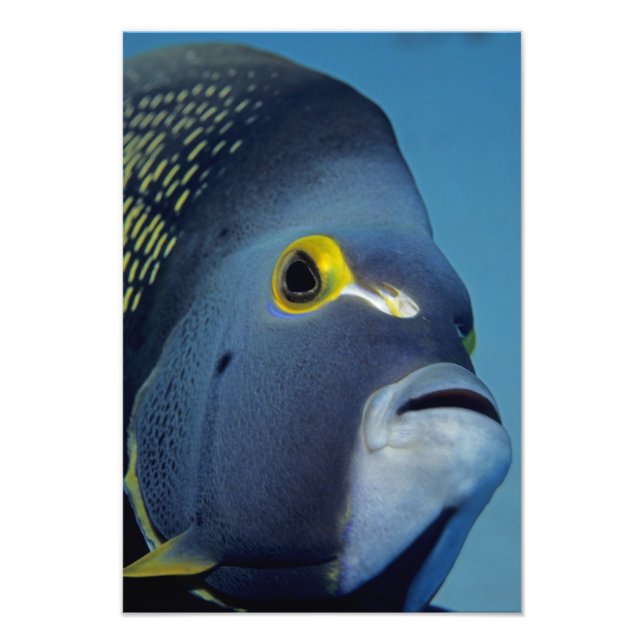 Caymanöarna, kejsarfisk Pomacanthus Fototryck (Framsidan)