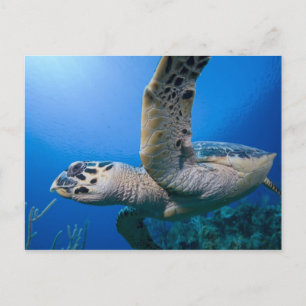 Caymanöarna, Little Cayman Island, Under vattnet Vykort