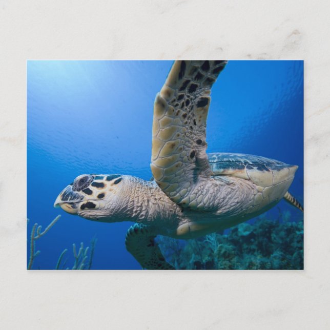 Caymanöarna, Little Cayman Island, Under vattnet Vykort (Framsida)