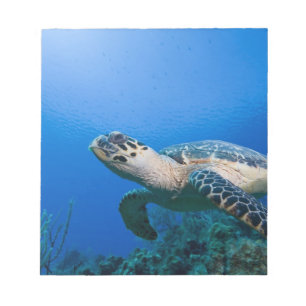 Caymanöarna, Little Cayman Island, Undervattensvy Anteckningsblock