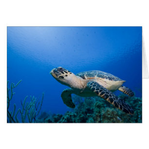 Caymanöarna, Little Cayman Island, Undervattensvy Hälsningskort