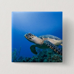 Caymanöarna, Little Cayman Island, Undervattensvy Knapp