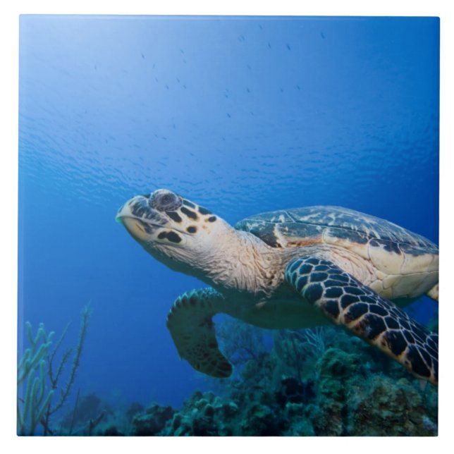 Caymanöarna, Little Cayman Island, Underwater 2 Kakelplatta (Framsidan)