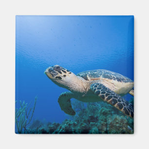 Caymanöarna, Little Cayman Island, Underwater 2 Magnet