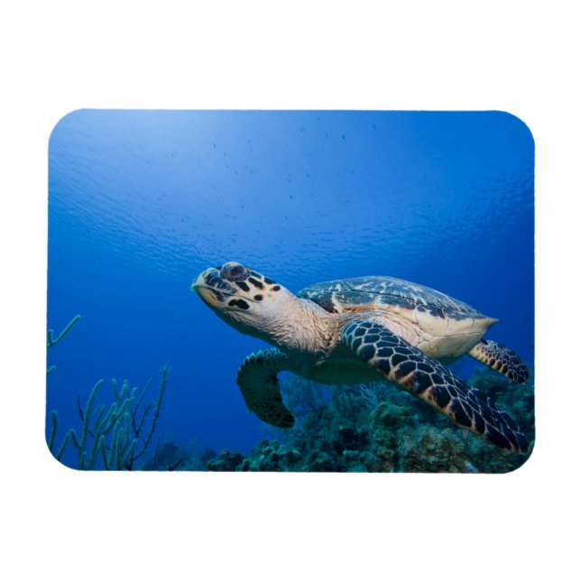 Caymanöarna, Little Cayman Island, Underwater 2 Magnet (Horisontell)