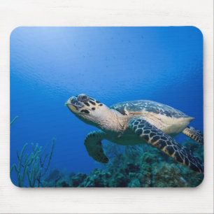 Caymanöarna, Little Cayman Island, Underwater 2 Musmatta