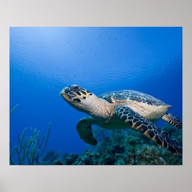 Caymanöarna, Little Cayman Island, Underwater 2 Poster (Framsidan)