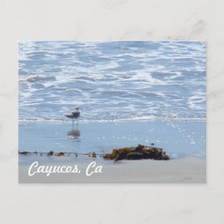 Cayucos Ca Vykort