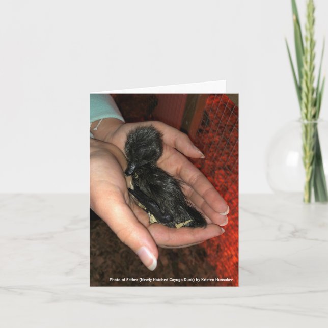 Cayuga Hatchling Kort (Framsida)