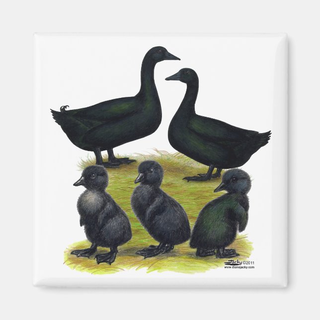 Cayugaankandfamilj Magnet (Framsidan)