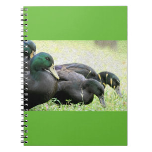 Cayugasvarten duckar konstanteckningsboken anteckningsbok med spiral