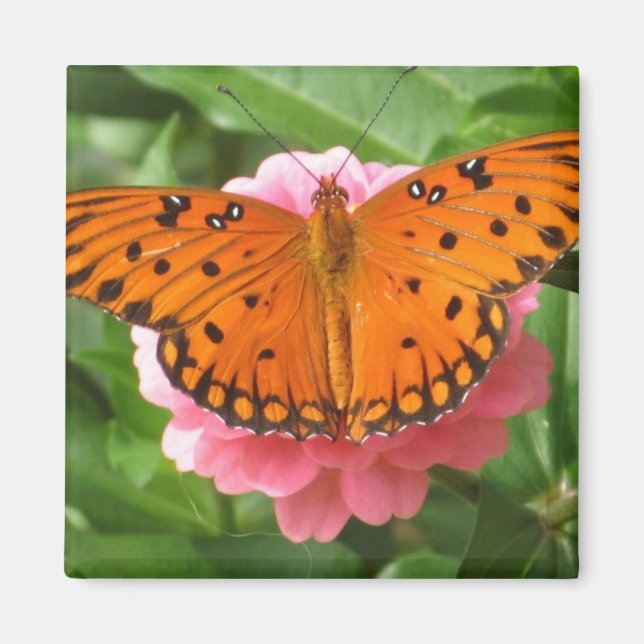 CC-Butterfly Magnet (Framsidan)