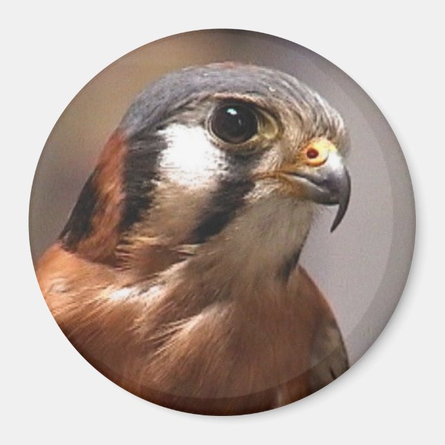 cd2 017 magnet (Framsidan)