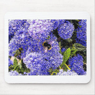 Ceanothus Flower Bee Musmatta