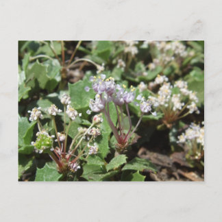 Ceanothus prostratus vykort