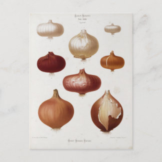 Cebollas - Postal Vykort