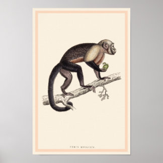 CEBUS MONACHUS MONKEY SKRIINT POSTER