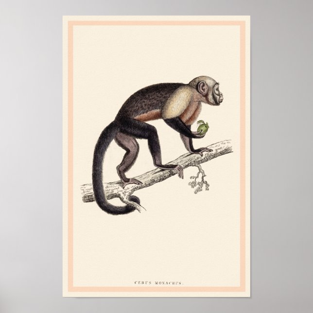CEBUS MONACHUS MONKEY SKRIINT POSTER (Framsidan)