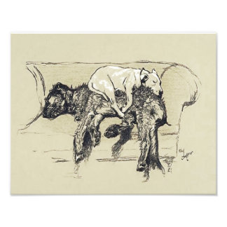 Cecil Aldin 1902 "Lazy Hundar Sleeping on Couch" Fototryck