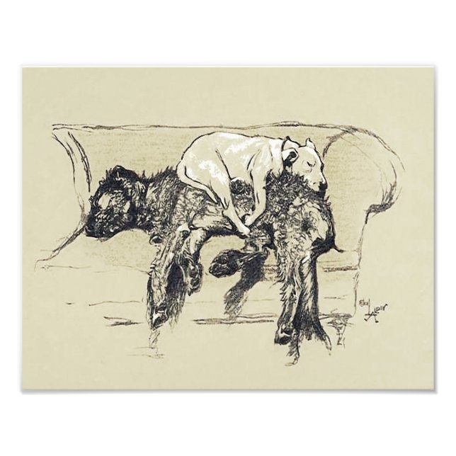 Cecil Aldin 1902 "Lazy Hundar Sleeping on Couch" Fototryck (Framsidan)