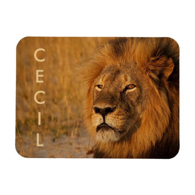 Cecil lejonet från Afrika Magnet (Horisontell)