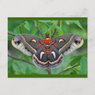 Cecropia Moth vycard Vykort