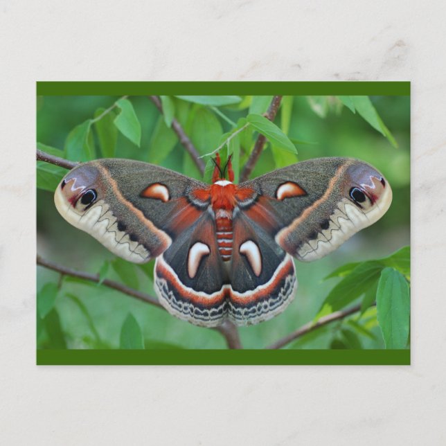 Cecropia Moth vycard Vykort (Framsida)
