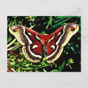 Cecropia moth vykort