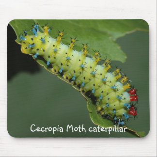 Cecropiamalcaterpillar Musmatta