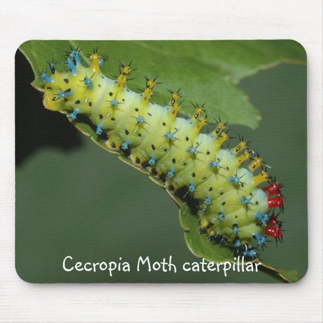 Cecropiamalcaterpillar Musmatta (Framsidan)