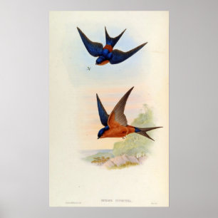 Cecropis Hyperythra (Sri Lanka sväljer) Poster