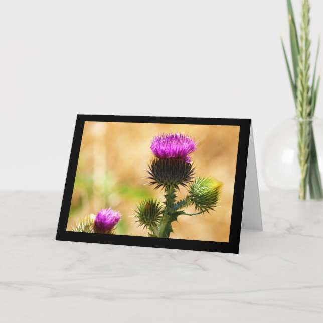 CEDA - IDAHO THISSLE - TOMT KORT (Framsida)