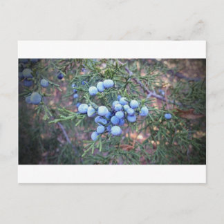 Cedar Berries Vykort