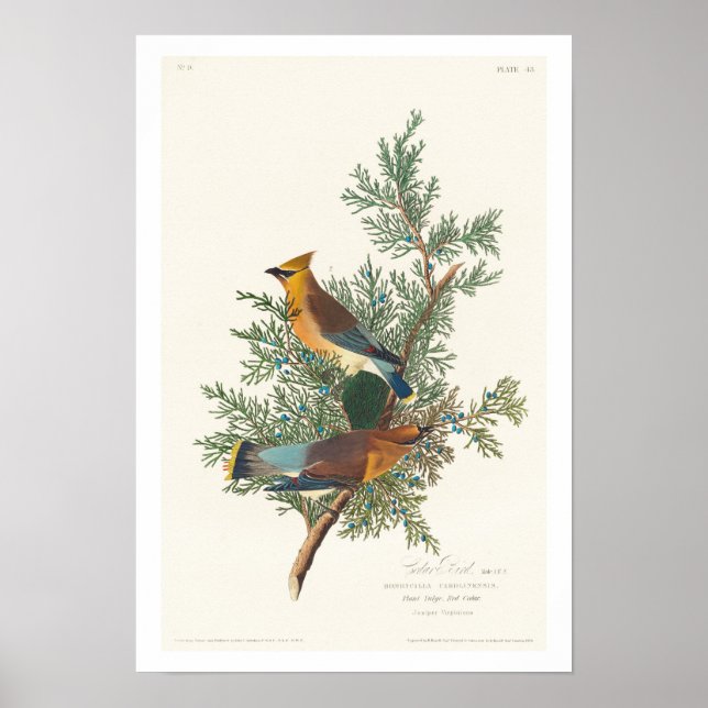 Cedar Bird by Audubon Poster (Framsidan)