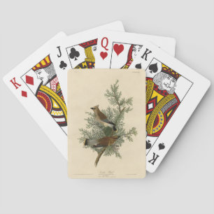 Cedar Bird, Cedar Waxwing Audubon Birds of America Casinokort