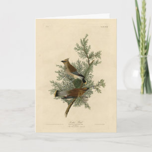 Cedar Bird, Cedar Waxwing Audubon Birds of America Kort
