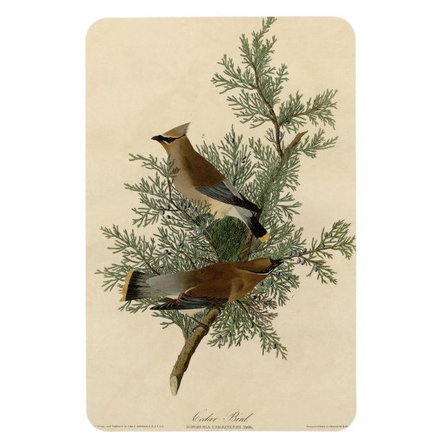 Cedar Bird, Cedar Waxwing Audubon Birds of America Magnet (Vertikal)