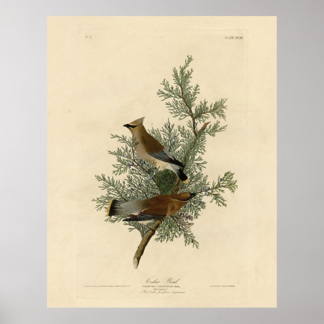 Cedar Bird, Cedar Waxwing Audubon Birds of America Poster (Framsidan)