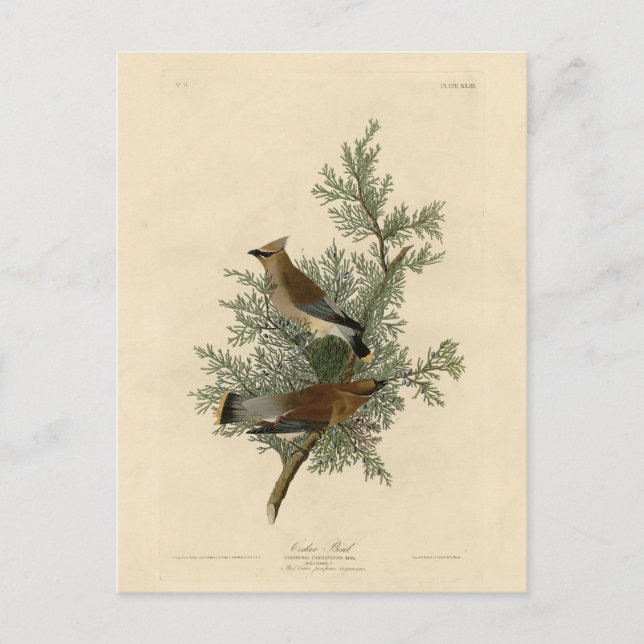 Cedar Bird, Cedar Waxwing Audubon Birds of America Vykort (Framsida)