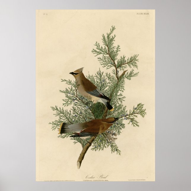 Cedar Bird Poster (Framsidan)