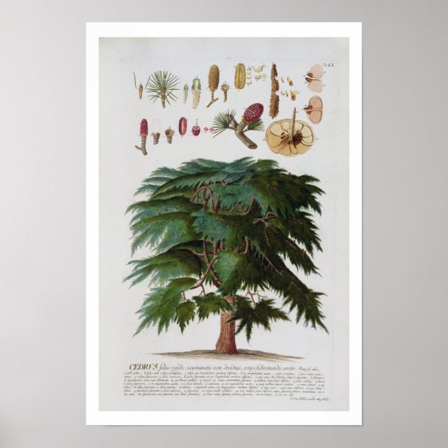 Cedar, graverad av Johann Jakob Haid (1704-67) Poster (Framsidan)