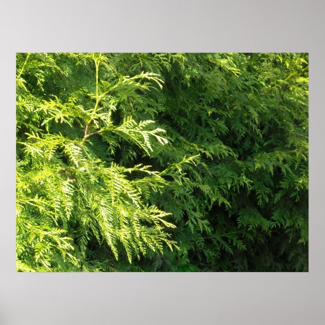 Cedar Hedge Poster (Framsidan)