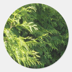 Cedar Hedge Runt Klistermärke