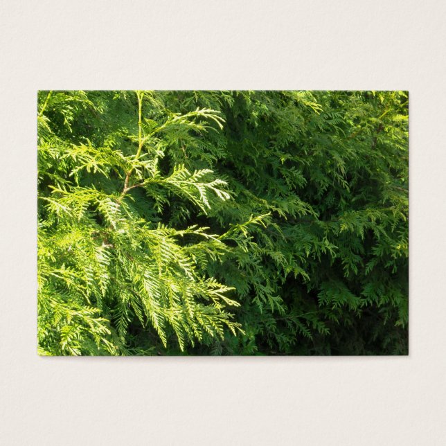 Cedar Hedge Visitkort (Framsidan)