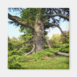 Cedar of Libanon Träd Magnet