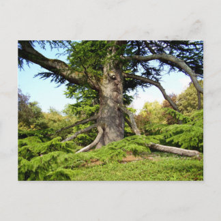 Cedar of-Libanon Träd vykort