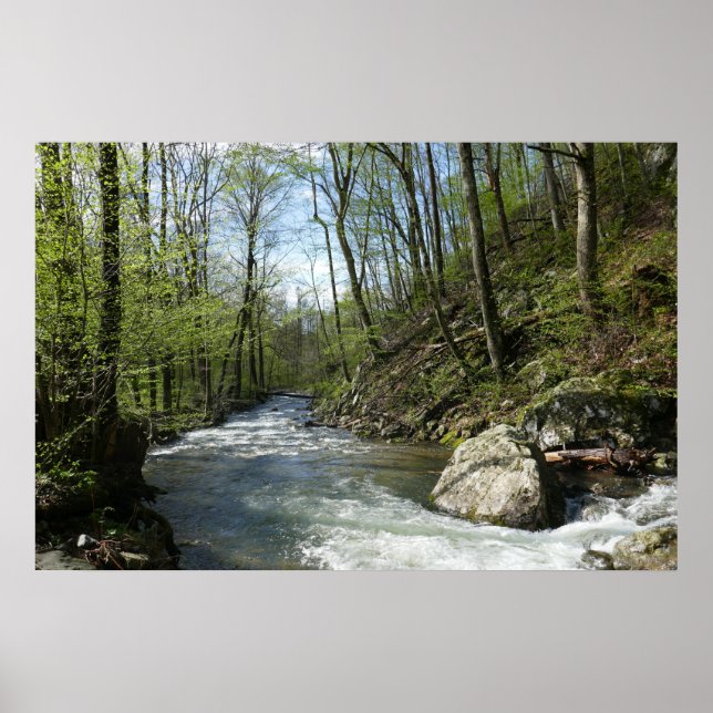 Cedar Springa vid White Oak Canyon Poster (Framsidan)